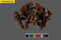 藏品(鈍額曲毛蟹)的圖片